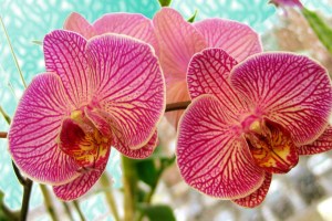 Ухаживаем за цветами орхидеями
